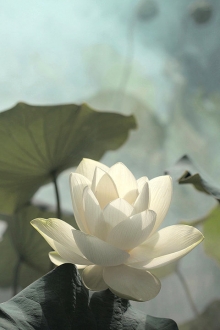 人生如梦，是因为人生存在不可知的未来