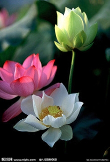 开花浊水中，抱性一何洁