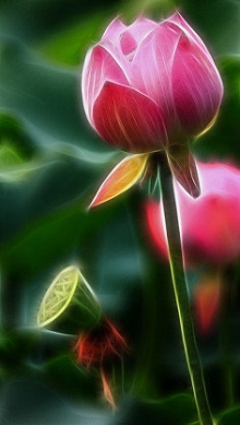 荷花在午夜开放，成为夜最温柔的一部分