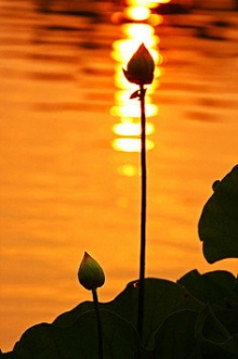 你若盛开，清风自来。心若浮沉，浅笑安然。